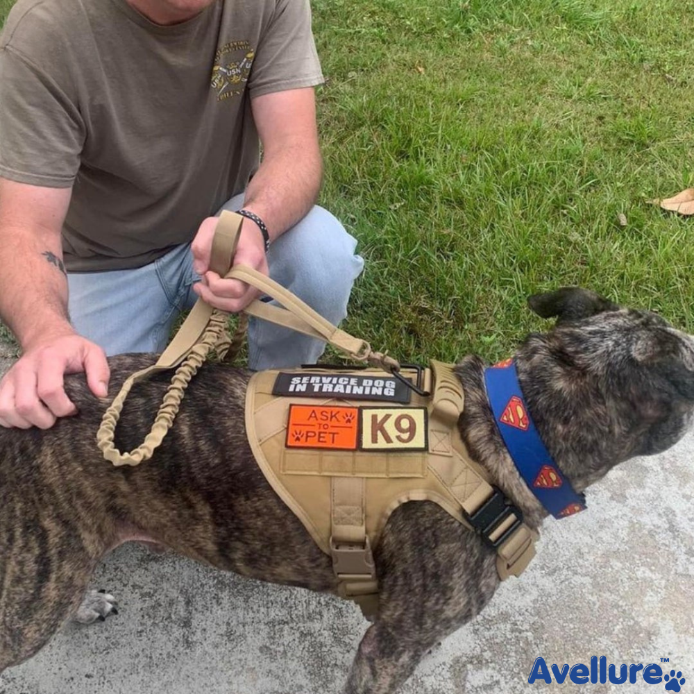 Avellure K9 Pro™ No-Pull Tactical Dog Harness – Full Control for Power Breeds