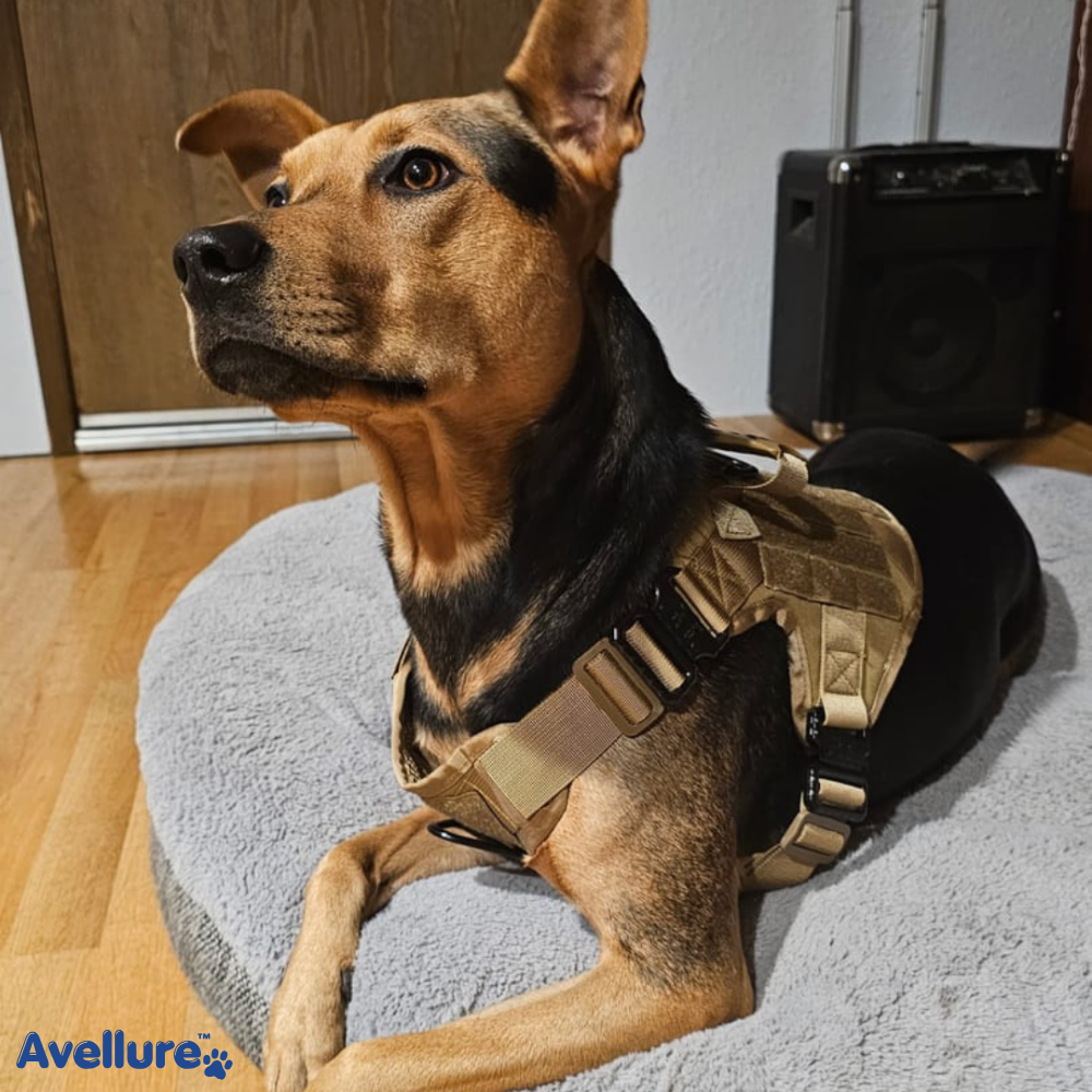 Avellure K9 Pro™ No-Pull Tactical Dog Harness – Full Control for Power Breeds