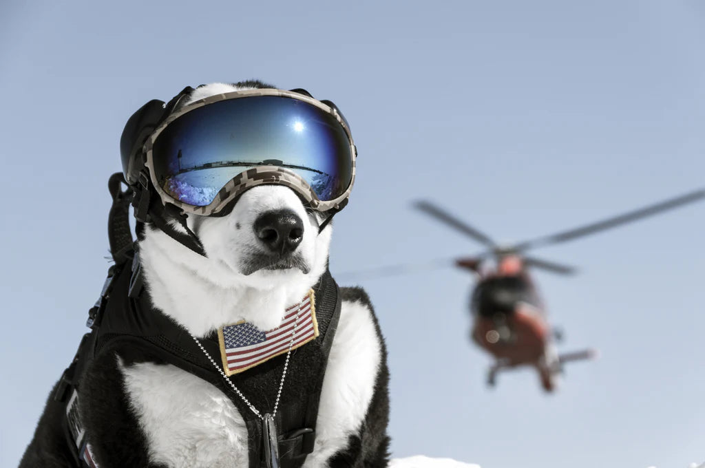 Avellure™ Dog Goggles Anti-UV Sun Glasses Eyewear Protection
